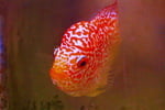 fwflowerhorn&1753444985 Thumbnail