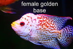 fwflowerhorn&1753445175 Thumbnail