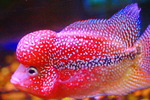 fwflowerhorn&1753486706 Thumbnail