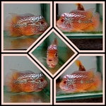 fwflowerhorn&1753726202 Thumbnail