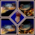fwflowerhorn&1753727402 Thumbnail