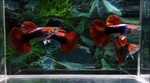 Thumbnail for fwguppies1751341809