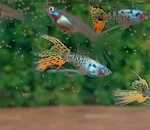 Thumbnail for fwguppies1751345403