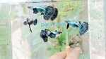 Thumbnail for fwguppies1751346003