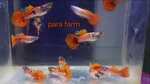 Thumbnail for fwguppies1751350802