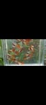 Thumbnail for fwguppies1751351405