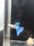 Thumbnail for fwguppies1751376723