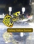 Thumbnail for fwguppies1751376996