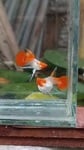 Thumbnail for fwguppies1751383100