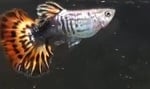 Thumbnail for fwguppies1751383605