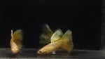 Thumbnail for fwguppies1751383985