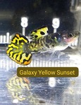 Thumbnail for fwguppies1751463607