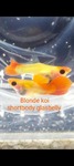 Thumbnail for fwguppies1751464205