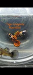 Thumbnail for fwguppies1751464207