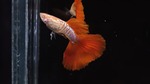 Thumbnail for fwguppies1751464805