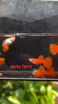 Thumbnail for fwguppies1751469126