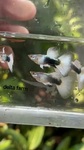 Thumbnail for fwguppies1751469307
