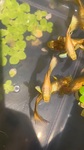 Thumbnail for fwguppies1751469408