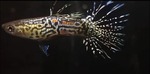 Thumbnail for fwguppies1751469618
