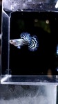 Thumbnail for fwguppies1751469619