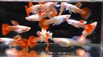Thumbnail for fwguppies1751469942