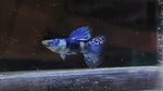 Thumbnail for fwguppies1751470204