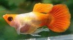 Thumbnail for fwguppies1751470206