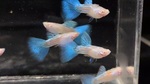 Thumbnail for fwguppies1751470303