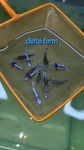 Thumbnail for fwguppies1751470649