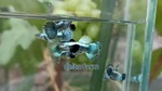Thumbnail for fwguppies1751470812