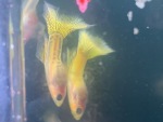 fwguppies&1751472015 Thumbnail