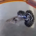 Thumbnail for fwguppies1751480404