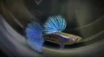 Thumbnail for fwguppies1751480405