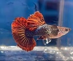 Thumbnail for fwguppies1751481003