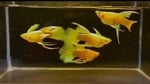 Thumbnail for fwguppies1751481004