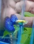 Thumbnail for fwguppies1751481006