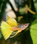 Thumbnail for fwguppies1751481010
