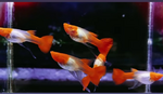 Thumbnail for fwguppies1751482204