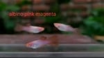 Thumbnail for fwguppies1751483403
