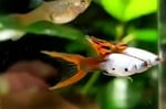 Thumbnail for fwguppies1751483404