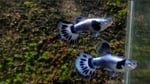 Thumbnail for fwguppies1751484003