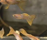 Thumbnail for fwguppies1751495386