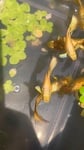 Thumbnail for fwguppies1751556004