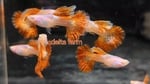 Thumbnail for fwguppies1751556005