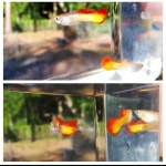 Thumbnail for fwguppies1751630405