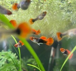 Thumbnail for fwguppies1751636403