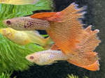 Thumbnail for fwguppies1751645404