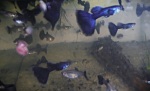 Thumbnail for fwguppies1751661602