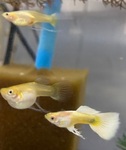Thumbnail for fwguppies1751669405