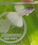 Thumbnail for fwguppies1751707202
